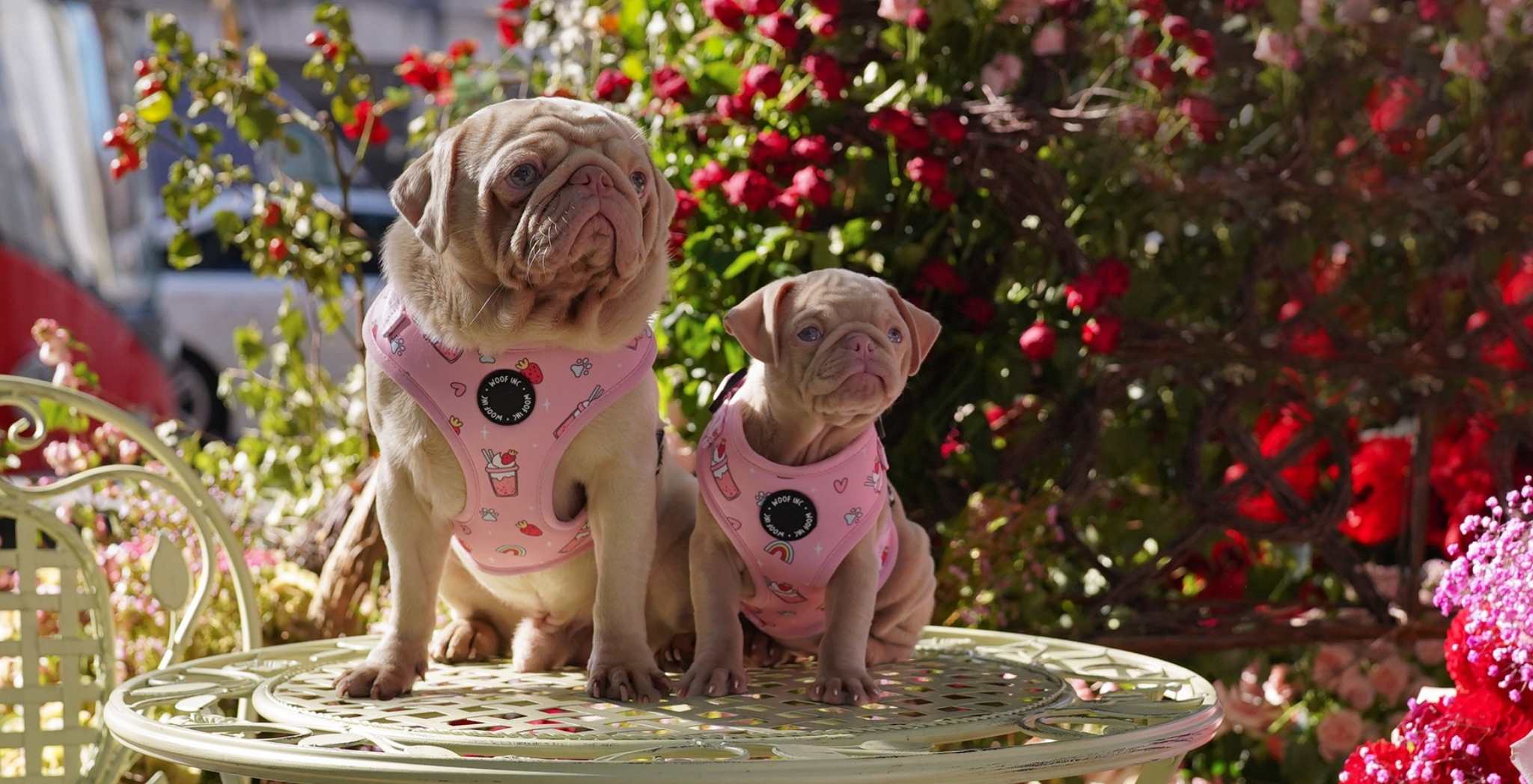 Milkshake the pug and cookie at the Chelsea in Bloom flower exhibition in London