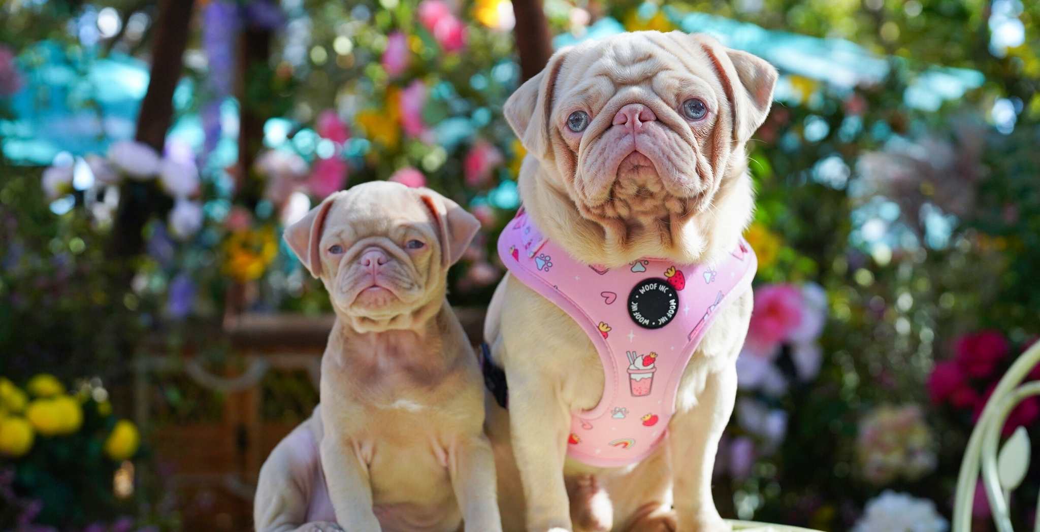 Milkshake the pug and cookie the pink pug wearing comfortable dog harnesses at the Chelsea in Bloom flower show in London