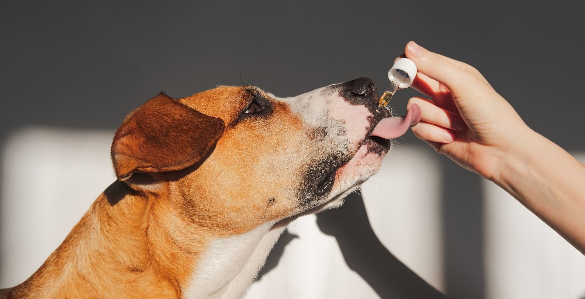Dog being given CBD oil 