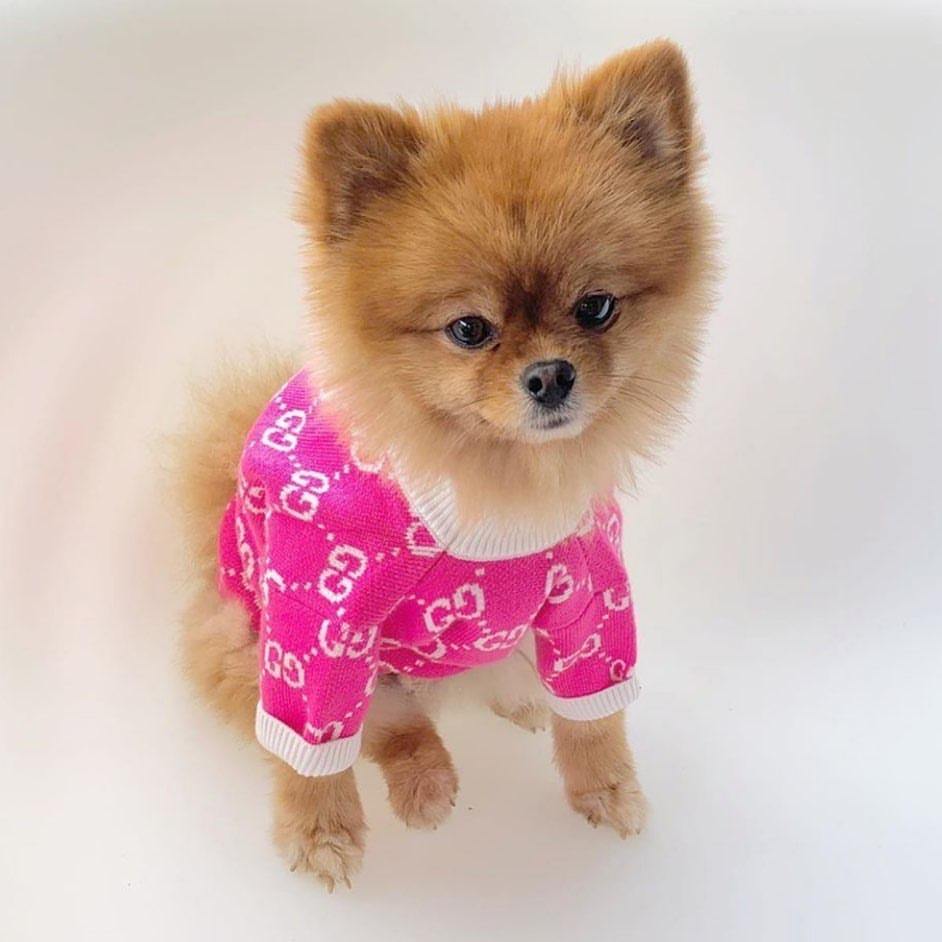 Pucci Dog Park Hoodie, Dog Clothing