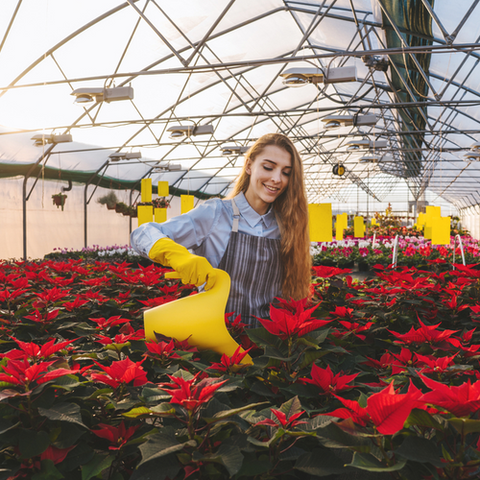 une femme qui arrose une rose de Noël en Belgique