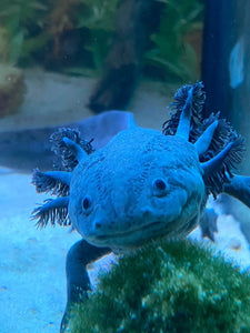 Welcome To Nina S Axolotl Nursery We Raise And Provide Axolotls