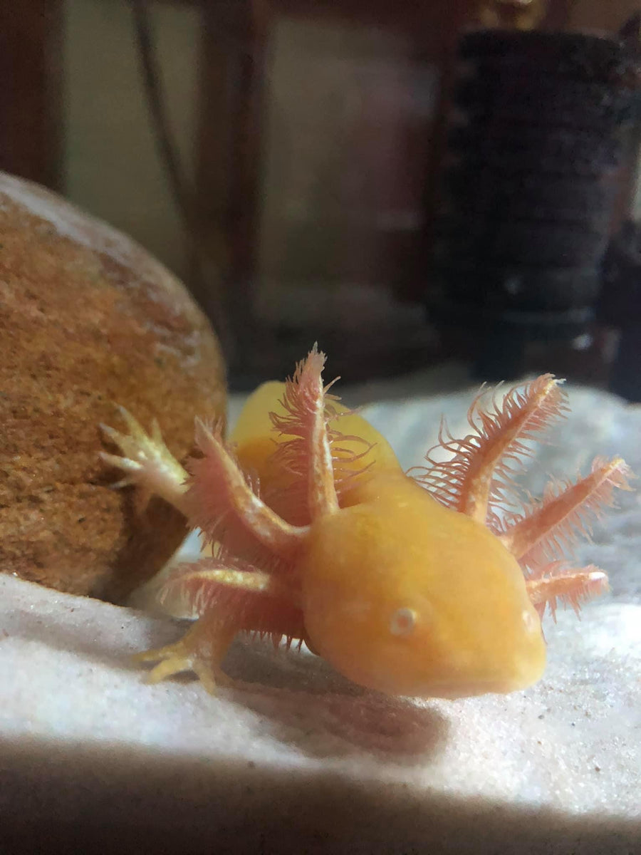 Nina S Axolotl Nursery