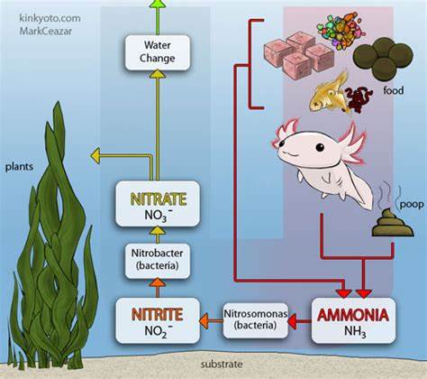 Nitrogen Cycle with axolotl