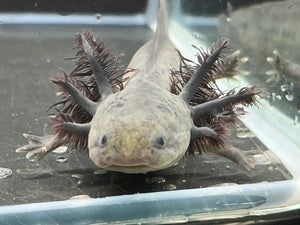 Melanoid - Nina's Axolotl Nursery
