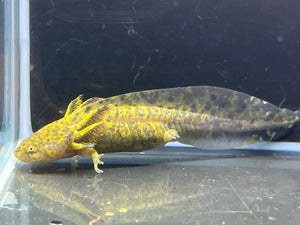 Wild 1/4 - Nina's Axolotl Nursery