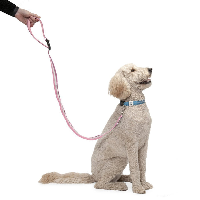 tether leash