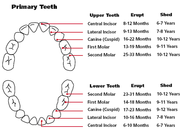 Teeth Eruption Chart