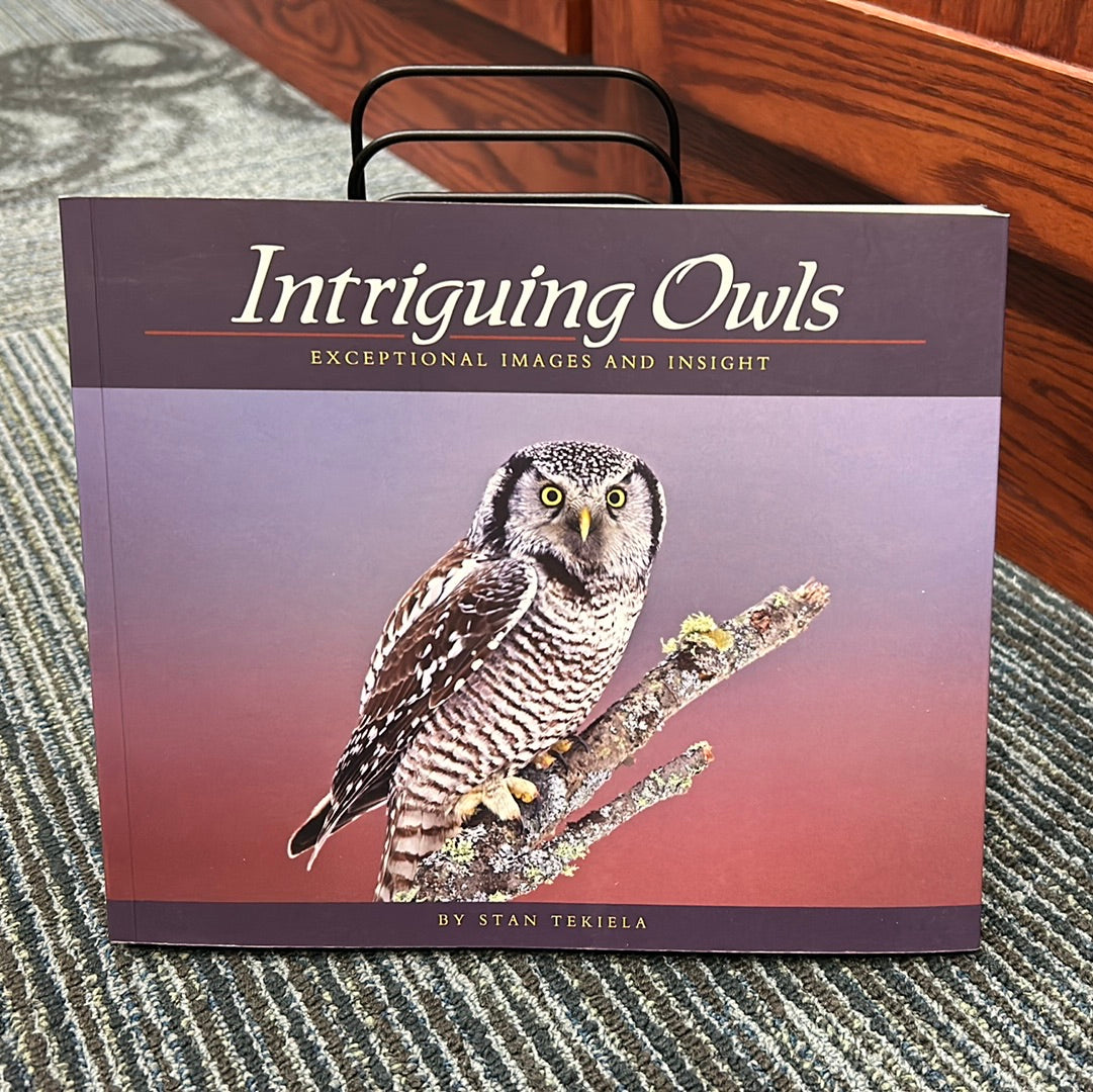 Intriguing Owls