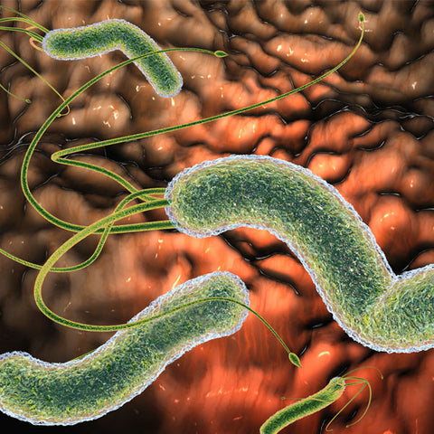 Saisonale Schwankungen in der Häufigkeit von Helicobacter Pylori