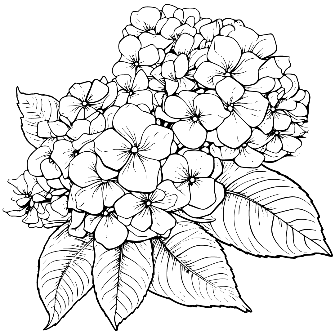 hydrangea.png__PID:685c1d44-4089-431f-95cd-77fb1388ead6