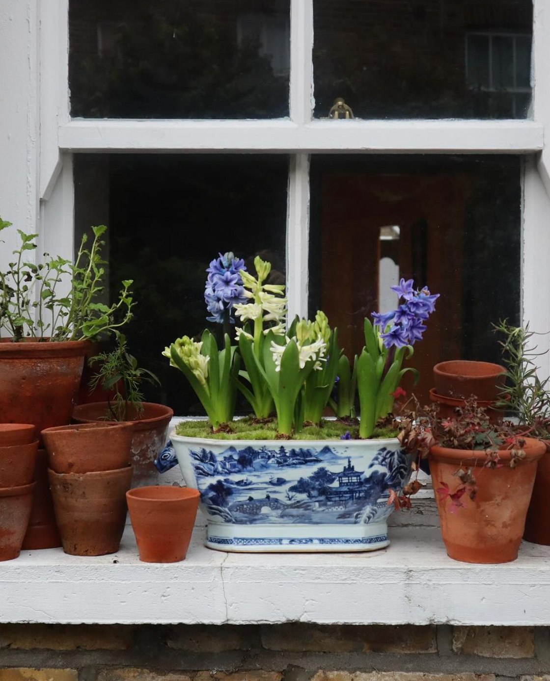hyacinth planted in antique chinese tureen
