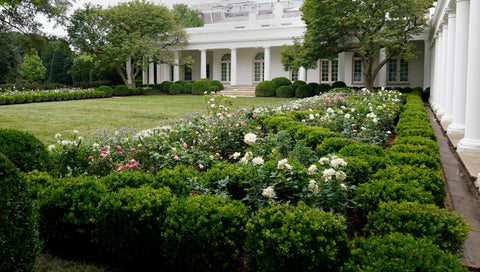 2020 White House Rose Garden renovation