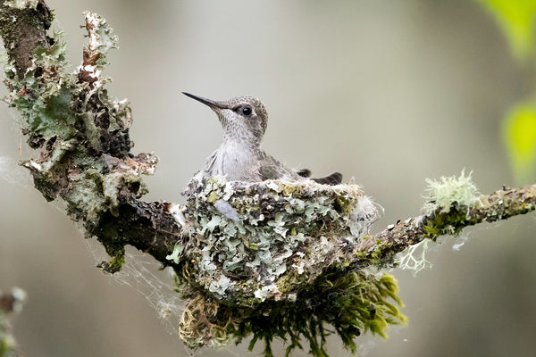 Annas Hummingbird on a nest