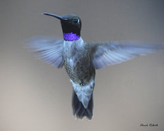 Black-Chinned Hummingbird