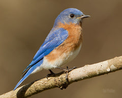 Eastern Blue Bird