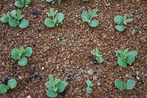 Baby Bluebonnets