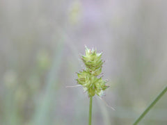 Carex perdentata