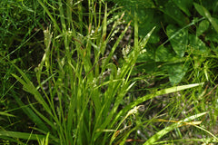 Carex blanda