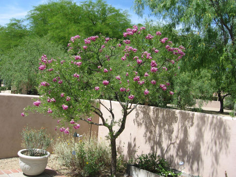 Desert Willow