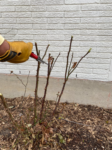 Pruning Roses