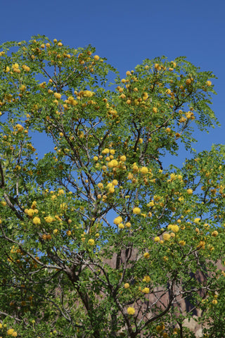 Goldenball Lead Tree