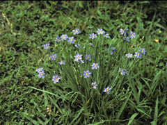 Narrow Blue-eyed Grass