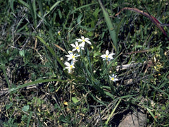 Prarie blue-eyed Grass