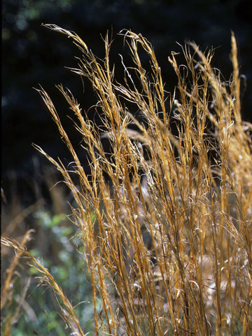 Little Bluestem