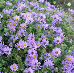 Fall Asters