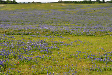 Texas wildflower meadow