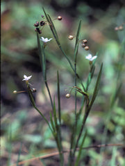 White Blue-eyed Grass