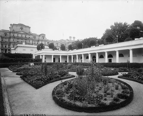 1908 White House Rose West Garden