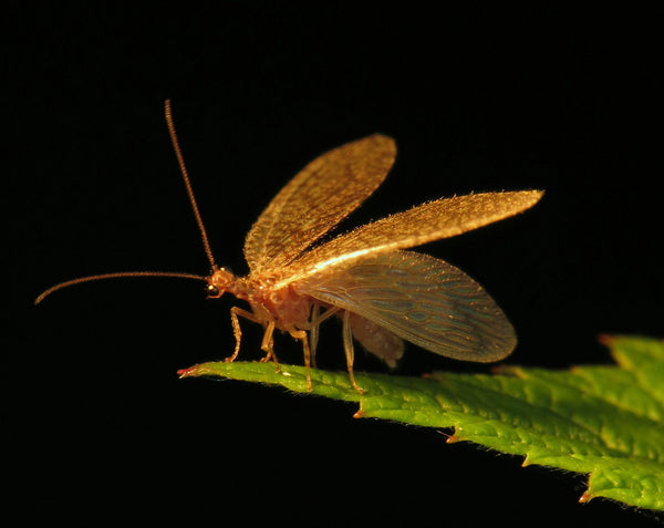 Brown Lacewing Bug