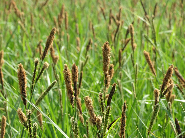 Sedge Flowers