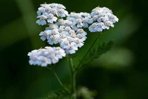 White Yarrow