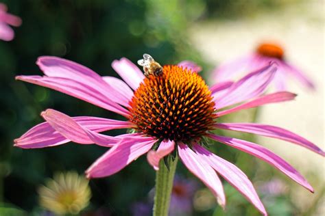 Purple Coneflower