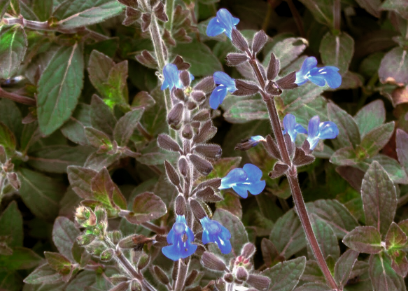 Virginia Creeper (New York City EcoFlora Volunteer Guide) · iNaturalist