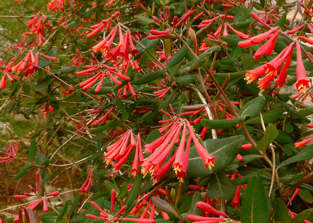 yellow honeysuckle flower