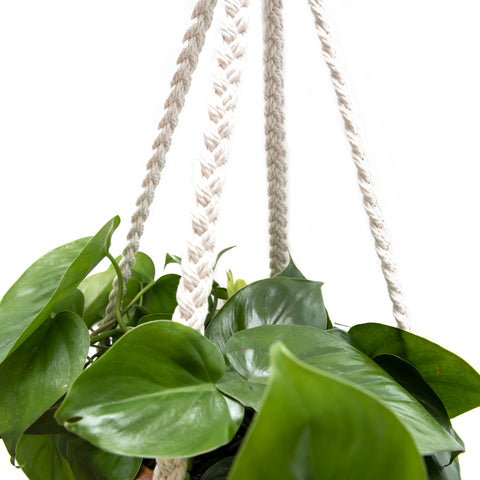 close-up of braids on plant hanger