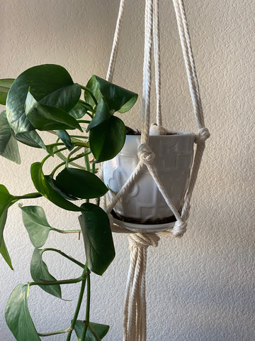 plant displayed in finished plant hanger