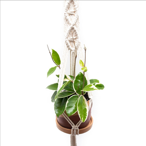 unique rope macrame plant hanger