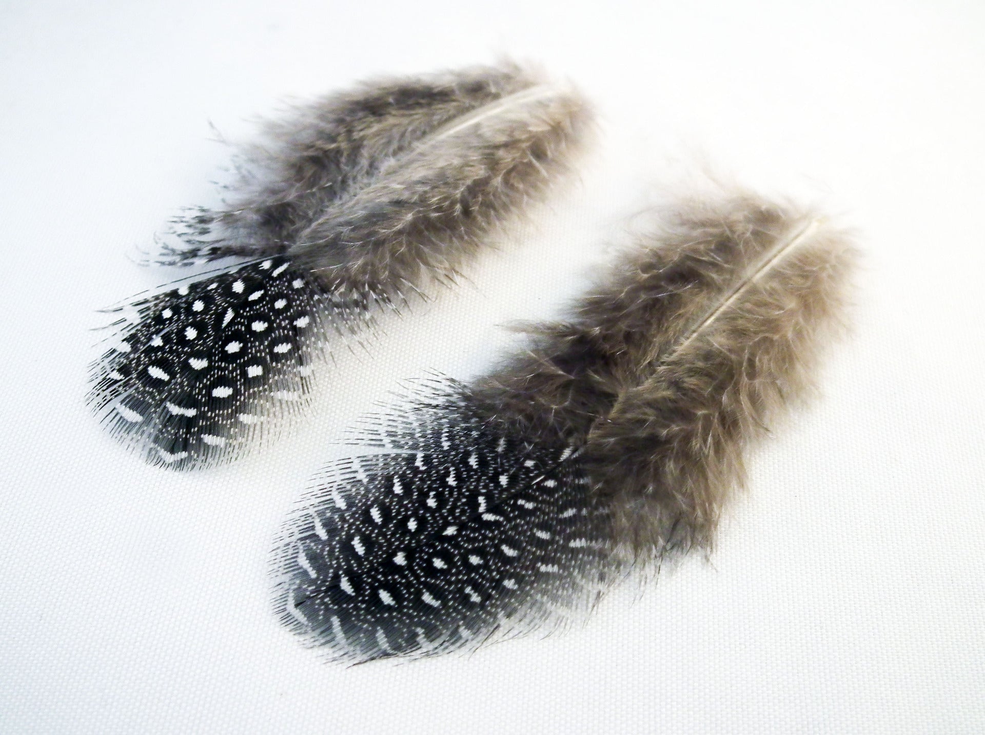 Ad48 Plumes Poil De Pintade Guinea Fowl Feathers