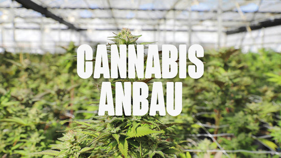 Cannabis Anbau