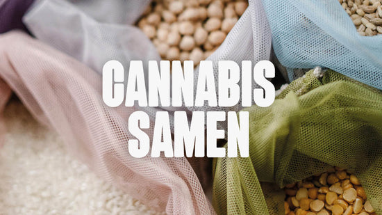 Cannabis Samen