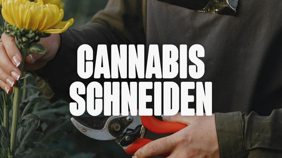 Cannabis schneiden