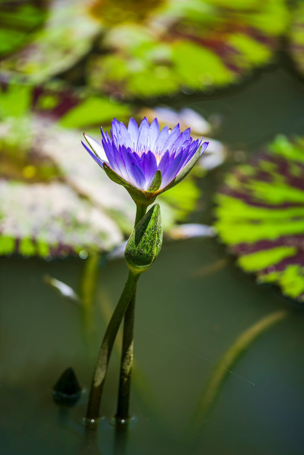 Blauer Lotus - Alles was du über die Wasserpflanze wissen musst