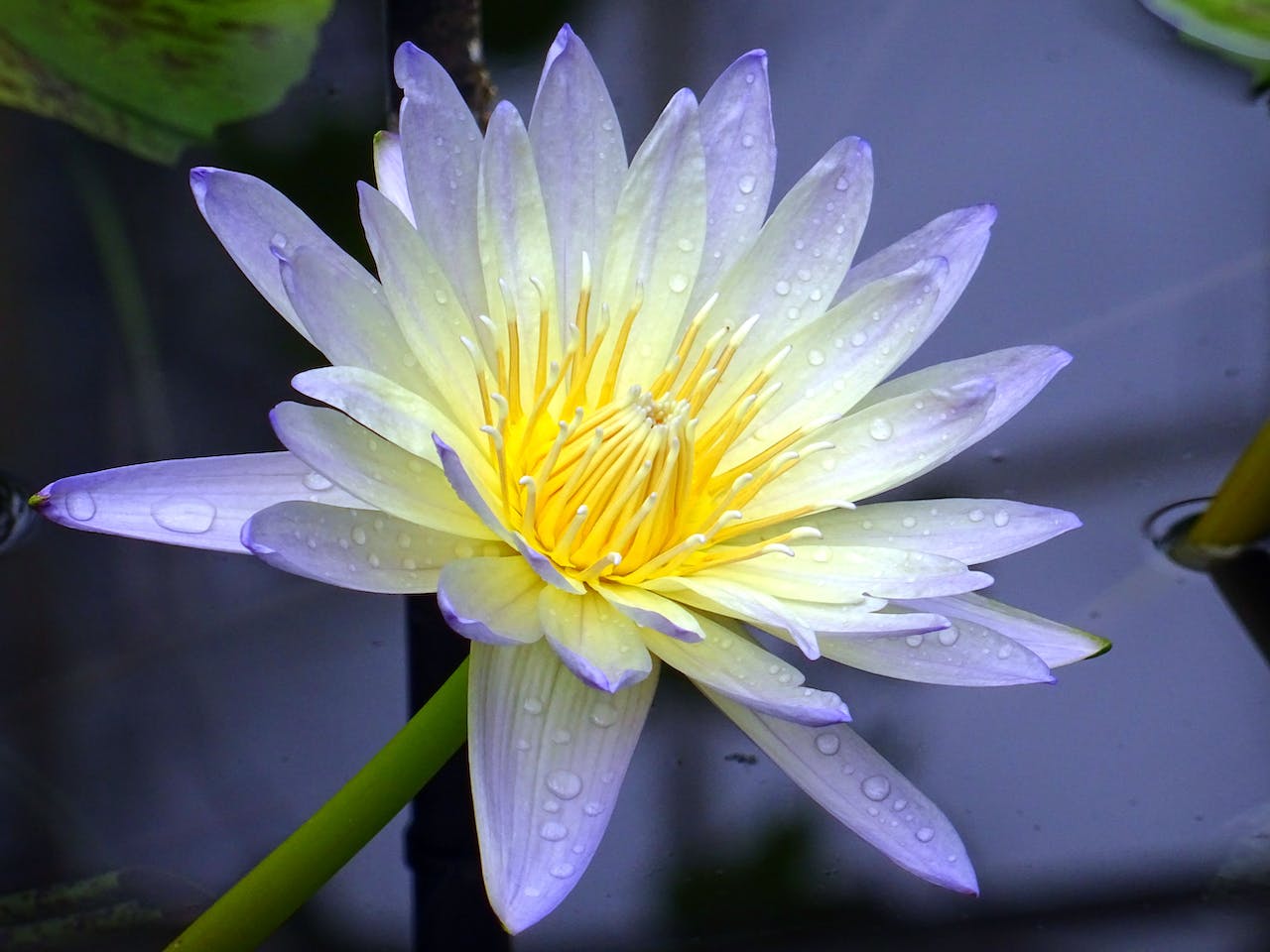 Blauer Lotus - Wirkung – Canasups