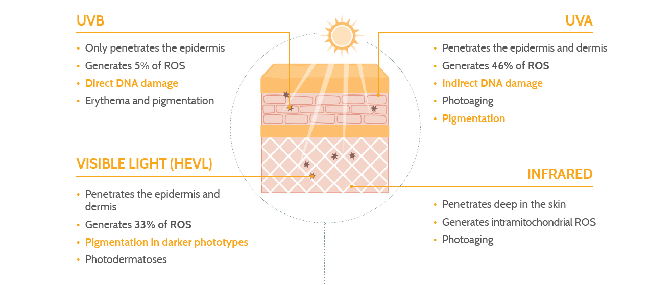The effects of the solar radiation spectrum on skin