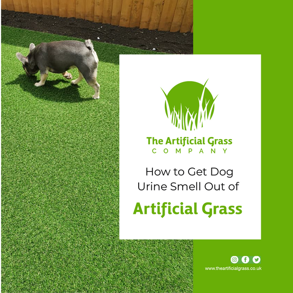 How to Get Dog Urine Smell Out of Artificial Grass